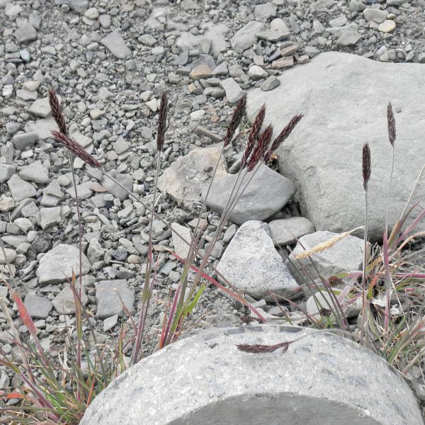 Trisetum spicatum Svalbard Longyearbyen 2014 1 A.Elven a